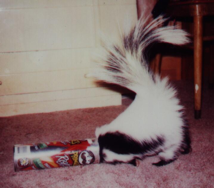 Lily has a fun toy