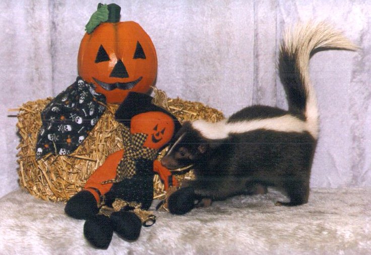 Photo of Snickers