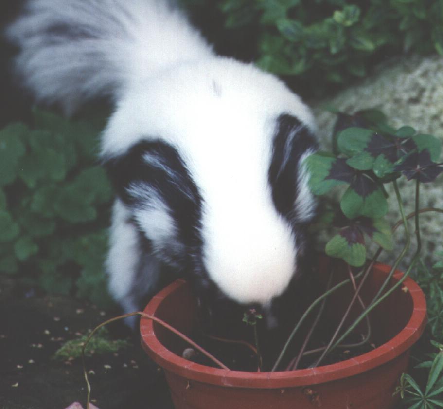 Lotte in a flowerpot