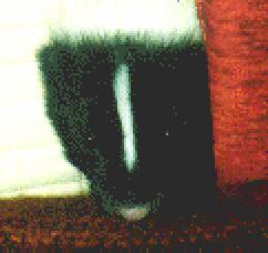 Violet peeking from behind a curtian